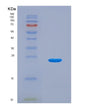 SDS-PAGE analysis of Mouse Calr (Calreticulin) - Recombinant Protein, showing >90% purity under 15% SDS-PAGE (Reduced)