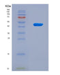 SDS-PAGE analysis of Human AGER (Advanced Glycosylation End Product-Specific Receptor) - Recombinant Protein, showing >90% purity under 15% SDS-PAGE (Reduced)