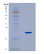 SDS-PAGE analysis of Human Mothers against decapentaplegic homolog 3(SMAD3) - Recombinant Protein, showing >90% purity under 15% SDS-PAGE (Reduced)