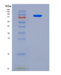 SDS-PAGE analysis of Human WEE1 (Wee1-Like Protein Kinase) - Recombinant Protein, showing >90% purity under 15% SDS-PAGE (Reduced)