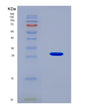 SDS-PAGE analysis of Mouse Ripk2 (Receptor-Interacting Serine/Threonine-Protein Kinase 2) - Recombinant Protein, showing >90% purity under 15% SDS-PAGE (Reduced)