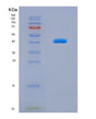 SDS-PAGE analysis of Human B-Lymphocyte Chemoattractant (BLC) - Recombinant Protein, showing >90% purity under 15% SDS-PAGE (Reduced)