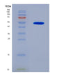 SDS-PAGE analysis of Human RABGGTB (Geranylgeranyl Transferase Type-2 Subunit Beta) - Recombinant Protein, showing >90% purity under 15% SDS-PAGE (Reduced)