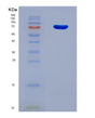 SDS-PAGE analysis of Human RABGGTA (Geranylgeranyl Transferase Type-2 Subunit Alpha) - Recombinant Protein, showing >90% purity under 15% SDS-PAGE (Reduced)