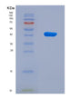 SDS-PAGE analysis of Human GSDMA (Gasdermin-A) - Recombinant Protein, showing >90% purity under 15% SDS-PAGE (Reduced)
