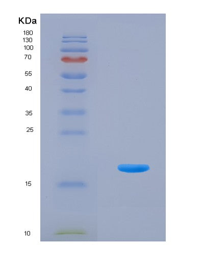 SDS-PAGE analysis of Human FGF2 (Fibroblast Growth Factor 2) - Recombinant Protein, showing >90% purity under 15% SDS-PAGE (Reduced)