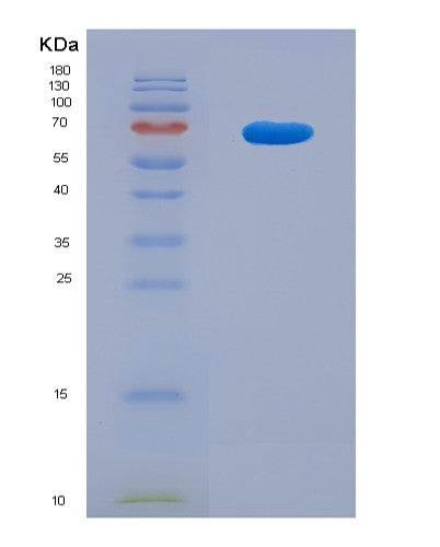 SDS-PAGE analysis of Human EGR2 (E3 Sumo-Protein Ligase Egr2) - Recombinant Protein, showing >90% purity under 15% SDS-PAGE (Reduced)