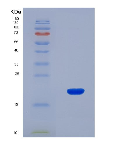SDS-PAGE analysis of Human GDF9 (Growth/Differentiation Factor 9) - Recombinant Protein, showing >90% purity under 15% SDS-PAGE (Reduced)