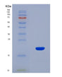 SDS-PAGE analysis of Human GDF9 (Growth/Differentiation Factor 9) - Recombinant Protein, showing >90% purity under 15% SDS-PAGE (Reduced)