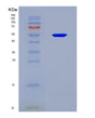 SDS-PAGE analysis of Mouse Idh2 (Isocitrate Dehydrogenase [Nadp], Mitochondrial) - Recombinant Protein, showing >90% purity under 15% SDS-PAGE (Reduced)