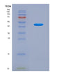 SDS-PAGE analysis of Human SERPINA3 (Alpha-1-Antichymotrypsin) - Recombinant Protein, showing >90% purity under 15% SDS-PAGE (Reduced)
