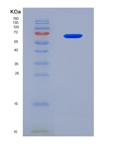 SDS-PAGE analysis of Human HSPD1 (60 Kda Heat Shock Protein, Mitochondrial) - Recombinant Protein, showing >90% purity under 15% SDS-PAGE (Reduced)
