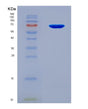 SDS-PAGE analysis of Mouse Igf2bp3 (Insulin-Like Growth Factor 2 Mrna-Binding Protein 3) - Recombinant Protein, showing >90% purity under 15% SDS-PAGE (Reduced)