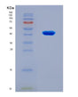 SDS-PAGE analysis of Mouse Asns (Asparagine Synthetase [Glutamine-Hydrolyzing]) - Recombinant Protein, showing >90% purity under 15% SDS-PAGE (Reduced)