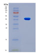 SDS-PAGE analysis of Human LRPAP1 (Alpha-2-Macroglobulin Receptor-Associated Protein) - Recombinant Protein, showing >90% purity under 15% SDS-PAGE (Reduced)