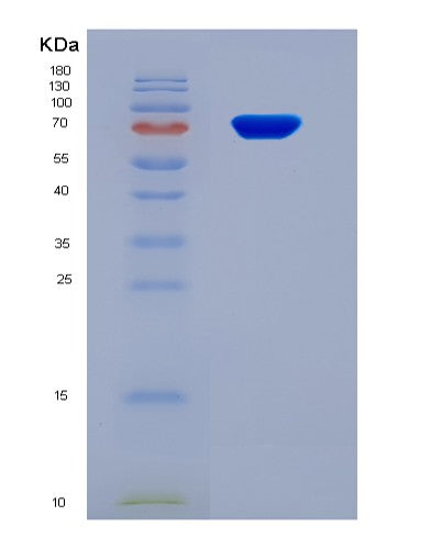 SDS-PAGE analysis of Human PCYOX1 (Prenylcysteine Oxidase 1) - Recombinant Protein, showing >90% purity under 15% SDS-PAGE (Reduced)