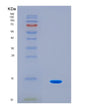 SDS-PAGE analysis of Human DVL2 (Segment Polarity Protein Dishevelled Homolog Dvl-2) - Recombinant Protein, showing >90% purity under 15% SDS-PAGE (Reduced)