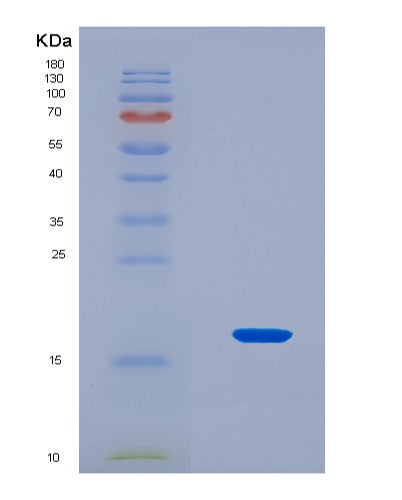 SDS-PAGE analysis of Human IL15 (Interleukin-15) - Recombinant Protein, showing >90% purity under 15% SDS-PAGE (Reduced)