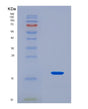 SDS-PAGE analysis of Human IL15 (Interleukin-15) - Recombinant Protein, showing >90% purity under 15% SDS-PAGE (Reduced)