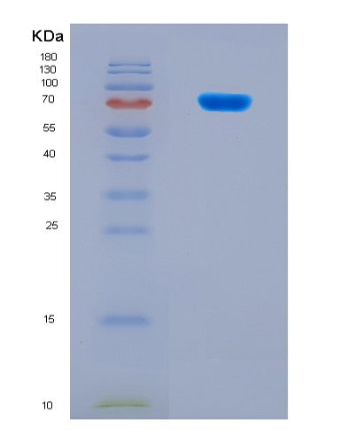 SDS-PAGE analysis of Human SFPQ (Splicing Factor, Proline- And Glutamine-Rich) - Recombinant Protein, showing >90% purity under 15% SDS-PAGE (Reduced)