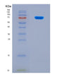 SDS-PAGE analysis of Human SFPQ (Splicing Factor, Proline- And Glutamine-Rich) - Recombinant Protein, showing >90% purity under 15% SDS-PAGE (Reduced)