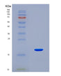 SDS-PAGE analysis of Mouse Fabp2 (Fatty Acid-Binding Protein, Intestinal) - Recombinant Protein, showing >90% purity under 15% SDS-PAGE (Reduced)