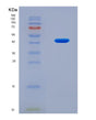 SDS-PAGE analysis of Human MMP9 (Matrix Metalloproteinase-9) - Recombinant Protein, showing >90% purity under 15% SDS-PAGE (Reduced)