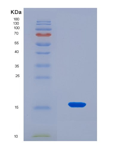 SDS-PAGE analysis of Mouse Hmga1 (High Mobility Group Protein Hmg-I/Hmg-Y) - Recombinant Protein, showing >90% purity under 15% SDS-PAGE (Reduced)