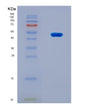 SDS-PAGE analysis of Human ACTA2 (Actin, Aortic Smooth Muscle) - Recombinant Protein, showing >90% purity under 15% SDS-PAGE (Reduced)