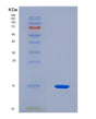 SDS-PAGE analysis of Human FGFR1 (Fibroblast Growth Factor Receptor 1) - Recombinant Protein, showing >90% purity under 15% SDS-PAGE (Reduced)