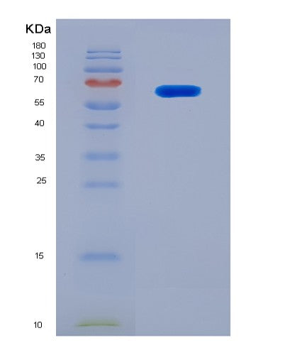 SDS-PAGE analysis of Mouse Mmp2 (72 Kda Type Iv Collagenase) - Recombinant Protein, showing >90% purity under 15% SDS-PAGE (Reduced)