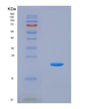 SDS-PAGE analysis of Mouse Il9 (Interleukin-9) - Recombinant Protein, showing >90% purity under 15% SDS-PAGE (Reduced)