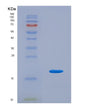 SDS-PAGE analysis of Human IL9 (Interleukin-9) - Recombinant Protein, showing >90% purity under 15% SDS-PAGE (Reduced)