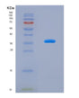 SDS-PAGE analysis of Human GBP4 (Guanylate-Binding Protein 4) - Recombinant Protein, showing >90% purity under 15% SDS-PAGE (Reduced)
