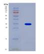 SDS-PAGE analysis of Human RAF1 (Raf Proto-Oncogene Serine/Threonine-Protein Kinase) - Recombinant Protein, showing >90% purity under 15% SDS-PAGE (Reduced)