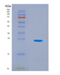 SDS-PAGE analysis of Human SHBG (Sex Hormone-Binding Globulin) - Recombinant Protein, showing >90% purity under 15% SDS-PAGE (Reduced)