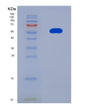 SDS-PAGE analysis of Human CRBN (Protein Cereblon) - Recombinant Protein, showing >90% purity under 15% SDS-PAGE (Reduced)