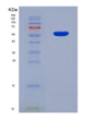SDS-PAGE analysis of Human CRBN (Protein Cereblon) - Recombinant Protein, showing >90% purity under 15% SDS-PAGE (Reduced)