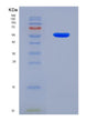 SDS-PAGE analysis of Human CRBN (Protein Cereblon) - Recombinant Protein, showing >90% purity under 15% SDS-PAGE (Reduced)