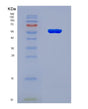 SDS-PAGE analysis of Human CRBN (Protein Cereblon) - Recombinant Protein, showing >90% purity under 15% SDS-PAGE (Reduced)