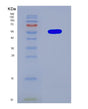 SDS-PAGE analysis of Human CRBN (Protein Cereblon) - Recombinant Protein, showing >90% purity under 15% SDS-PAGE (Reduced)