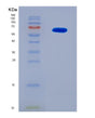 SDS-PAGE analysis of Human RAF1 (Raf Proto-Oncogene Serine/Threonine-Protein Kinase) - Recombinant Protein, showing >90% purity under 15% SDS-PAGE (Reduced)