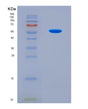 SDS-PAGE analysis of Mouse F10 (Coagulation Factor X) - Recombinant Protein, showing >90% purity under 15% SDS-PAGE (Reduced)