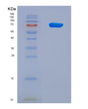 SDS-PAGE analysis of Human SIRT1 (Nad-Dependent Protein Deacetylase Sirtuin-1) - Recombinant Protein, showing >90% purity under 15% SDS-PAGE (Reduced)