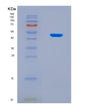 SDS-PAGE analysis of Human FST (Follistatin) - Recombinant Protein, showing >90% purity under 15% SDS-PAGE (Reduced)