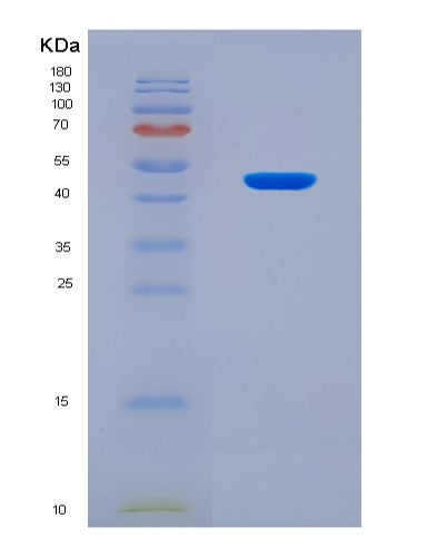 SDS-PAGE analysis of Mouse Apoa5 (Apolipoprotein A-V) - Recombinant Protein, showing >90% purity under 15% SDS-PAGE (Reduced)