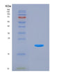 SDS-PAGE analysis of Mouse Slpi (Antileukoproteinase) - Recombinant Protein, showing >90% purity under 15% SDS-PAGE (Reduced)