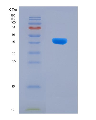 SDS-PAGE analysis of Human PPP1R3G (Protein Phosphatase 1 Regulatory Subunit 3G) - Recombinant Protein, showing >90% purity under 15% SDS-PAGE (Reduced)