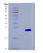 SDS-PAGE analysis of Mouse Mettl3 (N(6)-Adenosine-Methyltransferase Catalytic Subunit Mettl3) - Recombinant Protein, showing >90% purity under 15% SDS-PAGE (Reduced)