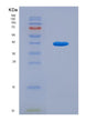 SDS-PAGE analysis of Human GOLPH3 (Golgi Phosphoprotein 3) - Recombinant Protein, showing >90% purity under 15% SDS-PAGE (Reduced)